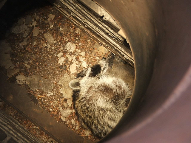 Allstate Animal Control technicians removed this dead raccoon from a crawlspace. 